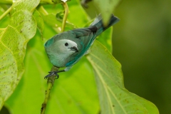 Blue-Gray Tanager (Thraupis episcopus)