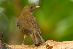 Clay-Colored Thrush (Turdus grayi)