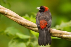 Crimson-Collared Tanager (Ramphocelus sanguinolentus)
