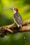 Black-cheeked Woodpecker (Melanerpes pucherans)