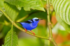 Red-legged Honeycreeper (Cyanerpes cyaneus) male