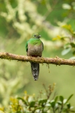 Resplendent Quetzal (Pharomachrus mocinno) female