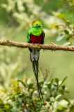 Resplendent Quetzal (Pharomachrus mocinno) male