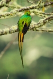 Resplendent Quetzal (Pharomachrus mocinno) male
