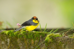 Collared Redstart ((Myioborus torquatus)