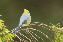Long-tailed Silky-Flycatcher (Ptilogonys caudatus)