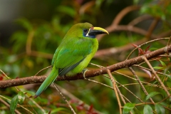 Emerald Toucanet (Aulacorhynchus prasinus)