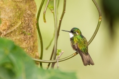Magnificent Hummingbird (Eugenes fulgens) female