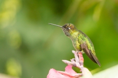 Magnificent Hummingbird (Eugenes fulgens) male