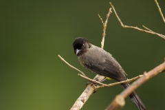 Yellow-thighed Finch (Pselliophorus tibialis)