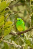Golden-browed Chlorophonia (Chlorophonia callophrys)