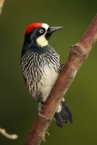 Acorn Woodpecker (Melanerpes formicivorus)