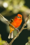 Flame-Colored Tanager (Piranga bidentata)