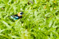 Golden-hooded Tanager (Tangara lar)vata)
