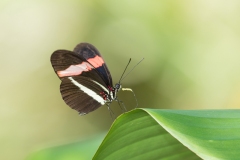 Red Postman (Heliconeus erato) butterfly