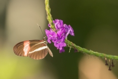 Red Postman (Heliconeus erato)