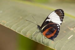 Cydno Longwing (Heliconius cydno aplanthus)