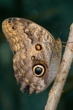 Forest Giant Owl butterfly (Caligo eurilochus)