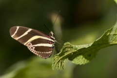 Zebra Longwing (Heliconius charithonia) or zebra heliconian