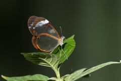Glasswinged butterfly (Greta oto)