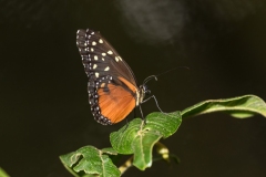 Tiger Longwing (Heliconius hecale)