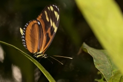 Isabella's Longwing (Eueides isabella) or Isabella's Heliconian