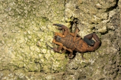 Bark Scorpion (Centruroides sculpturatus)