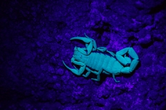 Bark Scorpion (Centruroides sculpturatus) bathed in ultraviolet light