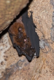 Costa Rican Bats, three hanging together in a tree