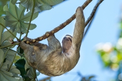 Three-Toed Sloth (Bradypus infuscatus)