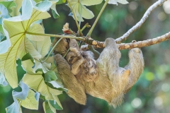 Three-Toed Sloth (Bradypus infuscatus) with baby