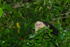 White-Faced Capuchin (Cebus capucinus) also known as white-fronted or white-headed capuchin