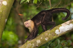 White-Faced Capuchin (Cebus capucinus) ,also known as white-fronted or white-headed capuchin, crawling along a tree limb
