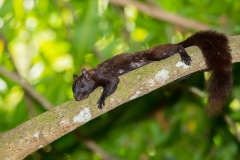 Variegated Squirrel (Sciurus variegatoides), black phase