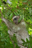 Three-Toed Sloth (Bradypus infuscatus). male