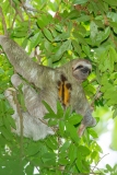 Three-Toed Sloth (Bradypus infuscatus) male displaying chest patch