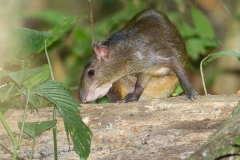 Central American Agouti (Dasyprocta punctata)