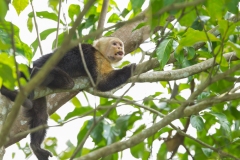 White-Faced Capuchin (Cebus capucinus), also known as white-fronted or white-headed capuchin, resting in a tree