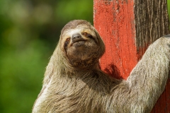 Three-Toed Sloth (Bradypus infuscatus), close up, climbing along a fence to go from tree to tree