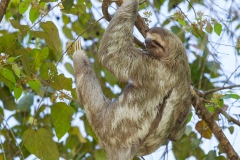 Three-Toed Sloth (Bradypus infuscatus)