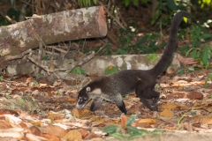 Central American Coati (Nasua narica), also known as coatimundi