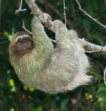 Three-Toed Sloth (Bradypus infuscatus)