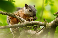 Variegated Squirrel (Sciurus variegatoides)
