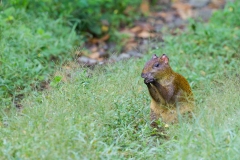 Central American Agouti (Dasyprocta punctata)