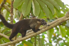 Central American Coati (Nasua narica), also known as coatimundi, foraging in trees