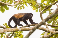 Mantled Howler Monkey (Alouatta palliata)