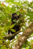 Mantled Howler Monkey (Alouatta palliata)