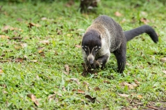 Central American Coati (Nasua narica), also known as coatimundi, foraging on the ground