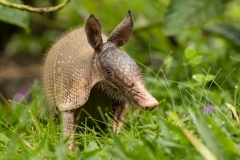 Nine-Banded Armadillo (Dasypus novemcinctus)