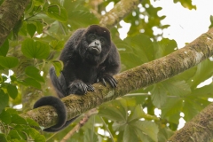 Mantled Howler Monkey (Alouatta palliata)